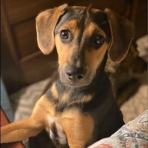 Meet your Posher, Rachel